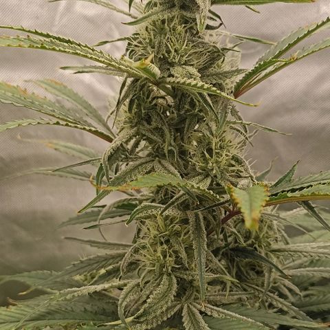 Strawberry Pie Auto growlog timeline photo