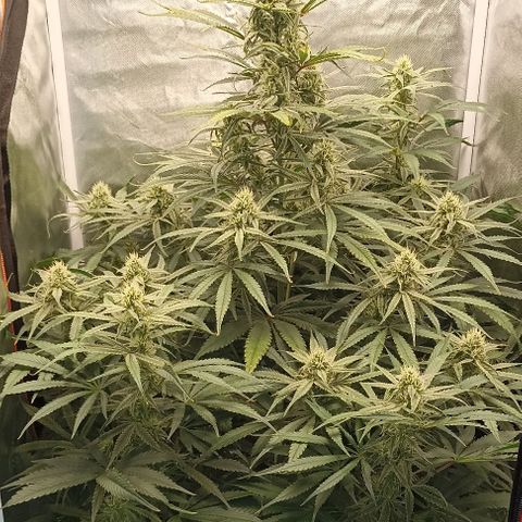 Strawberry Pie Auto growlog timeline photo