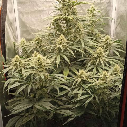Strawberry Pie Auto growlog timeline photo