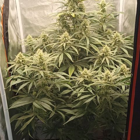 Strawberry Pie Auto growlog timeline photo