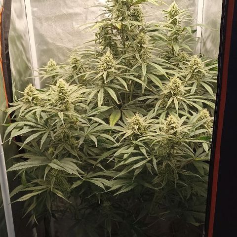 Strawberry Pie Auto growlog timeline photo