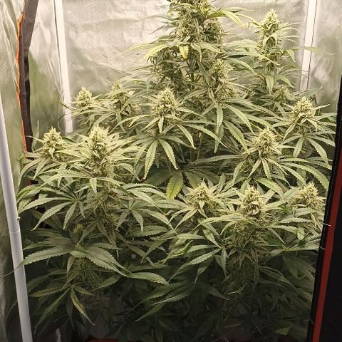 Strawberry Pie Auto growlog timeline photo