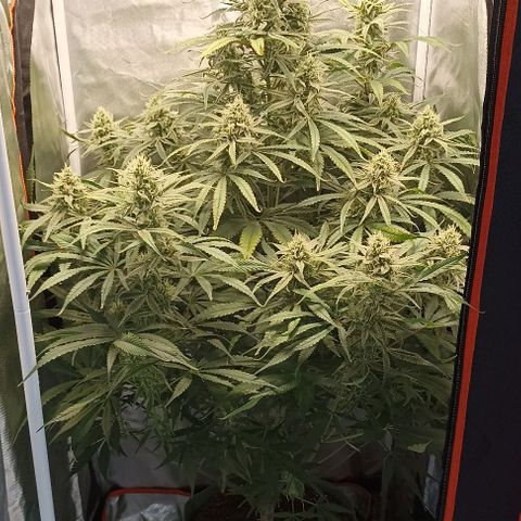 Strawberry Pie Auto growlog timeline photo