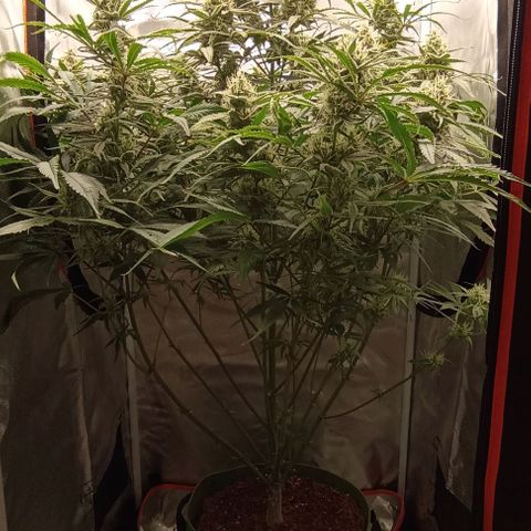 Strawberry Pie Auto growlog timeline photo