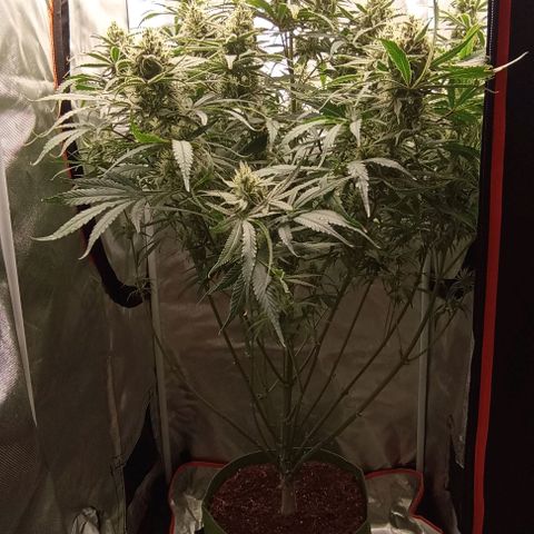 Strawberry Pie Auto growlog timeline photo