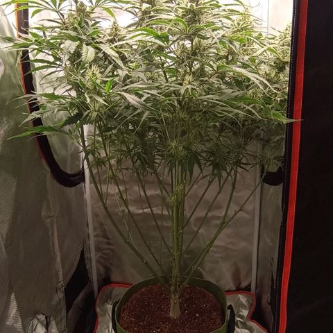 Strawberry Pie Auto growlog timeline photo