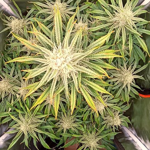 Strawberry Pie Auto growlog timeline photo