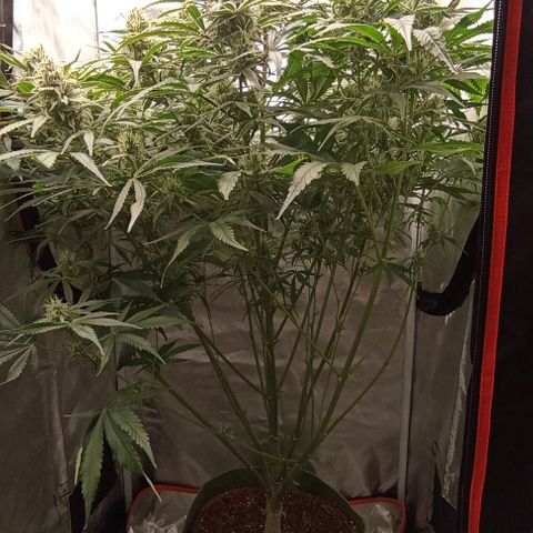 Strawberry Pie Auto growlog timeline photo