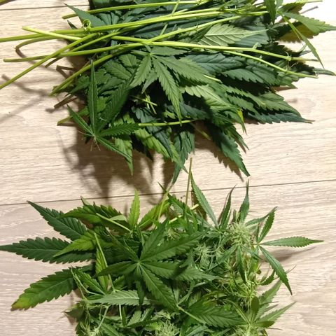 Strawberry Pie Auto growlog timeline photo