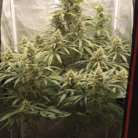 Strawberry Pie Auto growlog timeline photo