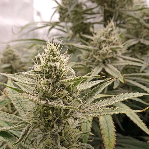 Strawberry Pie Auto growlog timeline photo