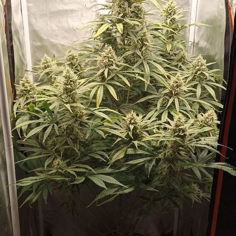 Strawberry Pie Auto growlog timeline photo