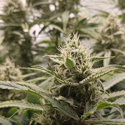 Strawberry Pie Auto growlog timeline photo