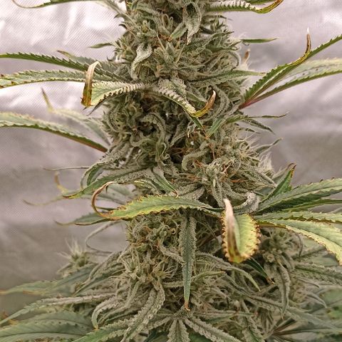Strawberry Pie Auto growlog timeline photo