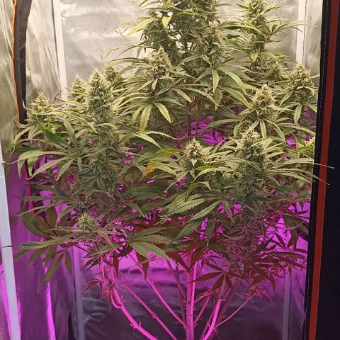 Strawberry Pie Auto growlog photo: Added one more lamp on the bottom