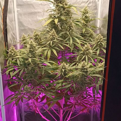 Strawberry Pie Auto growlog timeline photo