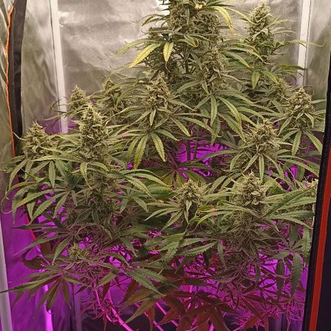 Strawberry Pie Auto growlog timeline photo