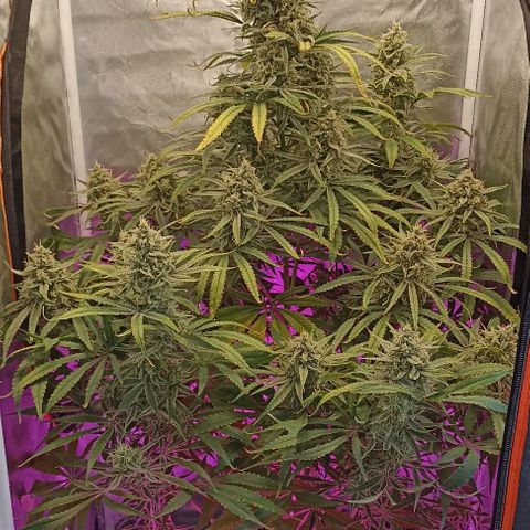 Strawberry Pie Auto growlog timeline photo