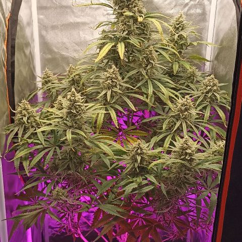 Strawberry Pie Auto growlog timeline photo