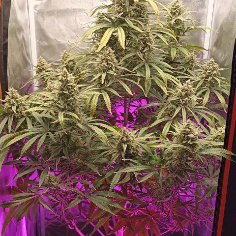 Strawberry Pie Auto growlog timeline photo