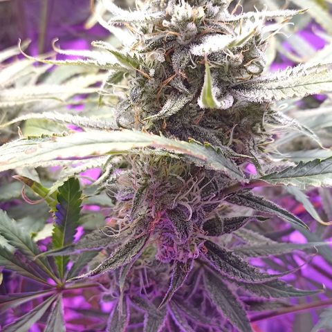 Strawberry Pie Auto growlog timeline photo