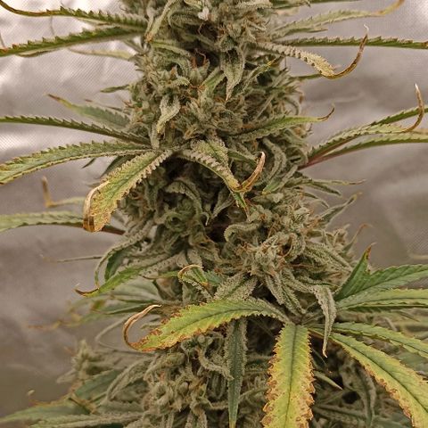 Strawberry Pie Auto growlog timeline photo