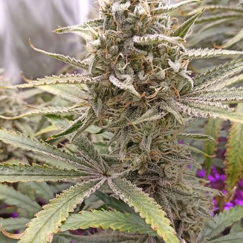 Strawberry Pie Auto growlog timeline photo