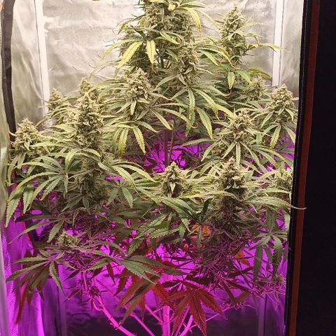 Strawberry Pie Auto growlog timeline photo