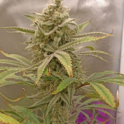 Strawberry Pie Auto growlog timeline photo