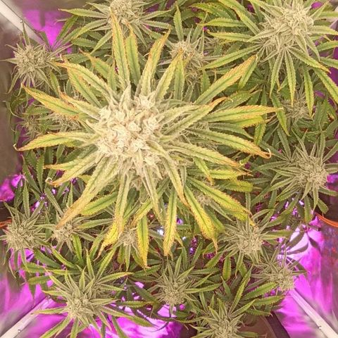 Strawberry Pie Auto growlog timeline photo