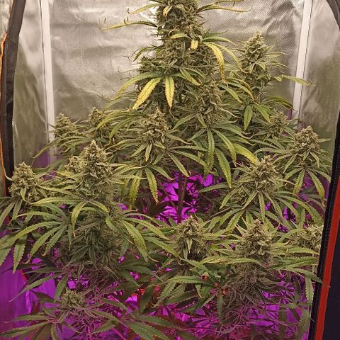 Strawberry Pie Auto growlog timeline photo