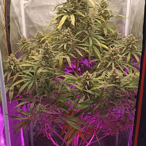 Strawberry Pie Auto growlog timeline photo