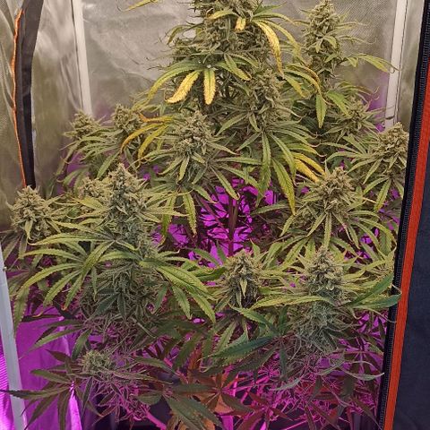 Strawberry Pie Auto growlog timeline photo