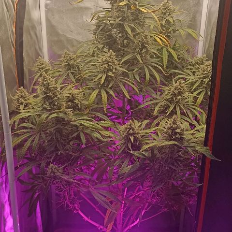 Strawberry Pie Auto growlog timeline photo