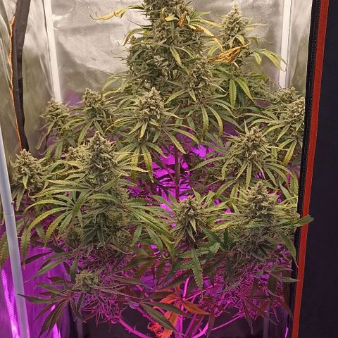 Strawberry Pie Auto growlog timeline photo