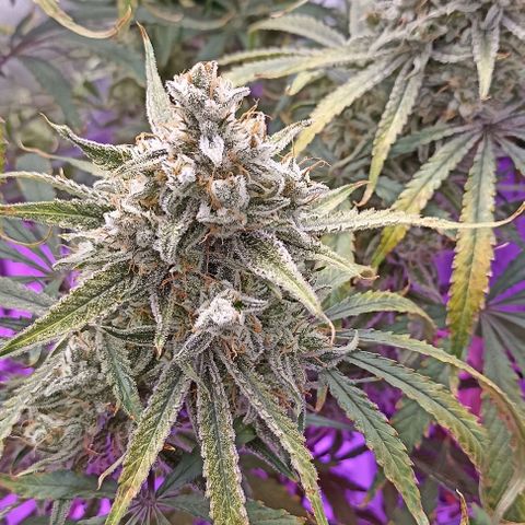 Strawberry Pie Auto growlog timeline photo