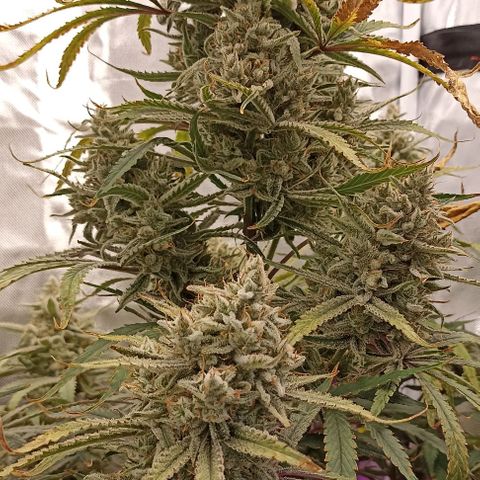 Strawberry Pie Auto growlog timeline photo