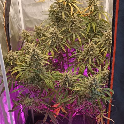Strawberry Pie Auto growlog timeline photo