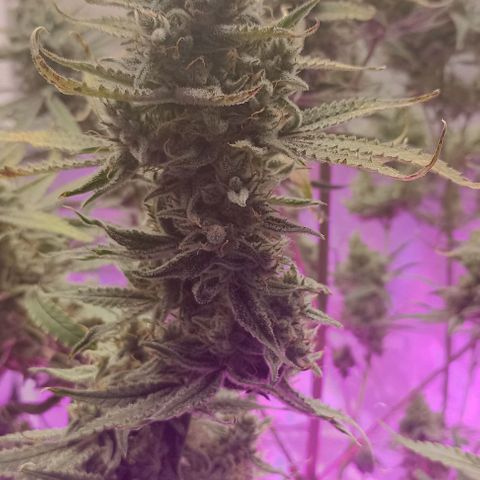 Strawberry Pie Auto growlog timeline photo
