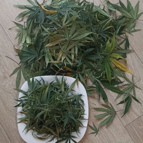 Strawberry Pie Auto growlog timeline photo