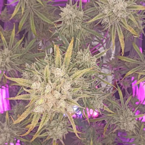 Strawberry Pie Auto growlog timeline photo