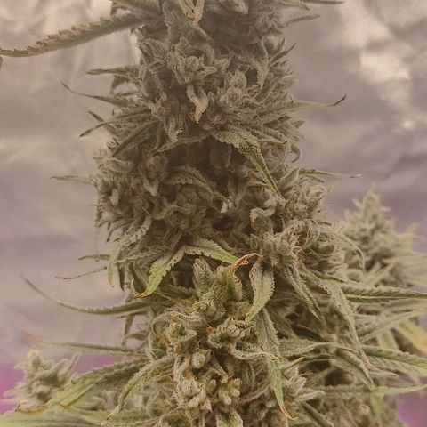 Strawberry Pie Auto growlog timeline photo