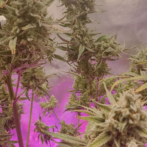 Strawberry Pie Auto growlog timeline photo