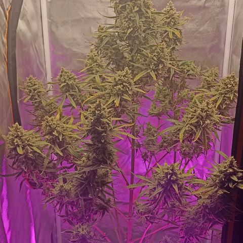 Strawberry Pie Auto growlog timeline photo