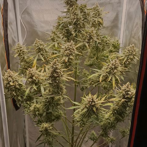 Strawberry Pie Auto growlog timeline photo