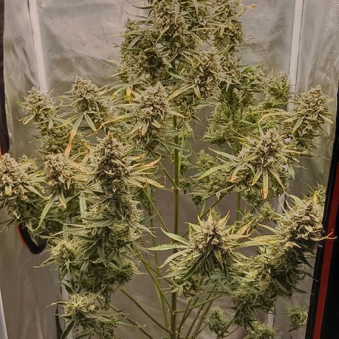 Strawberry Pie Auto growlog timeline photo