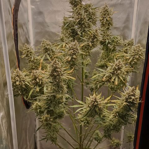 Strawberry Pie Auto growlog timeline photo
