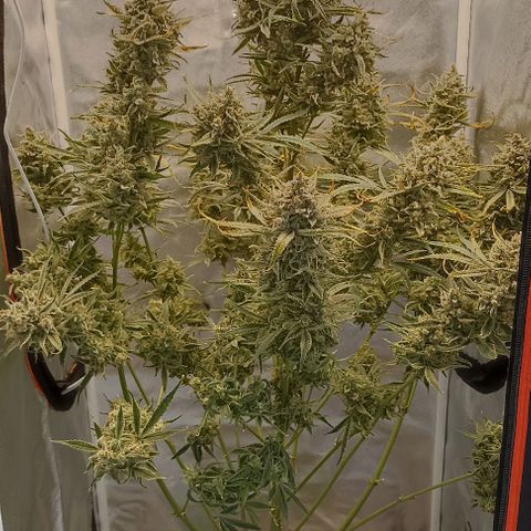Strawberry Pie Auto growlog timeline photo