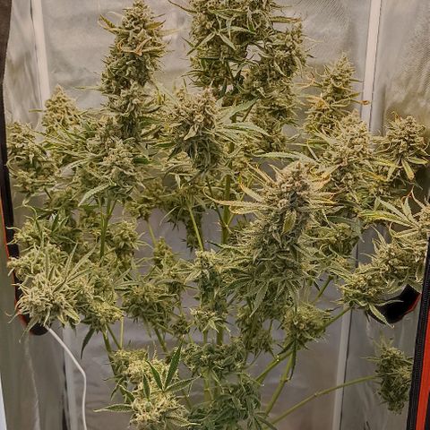 Strawberry Pie Auto growlog timeline photo