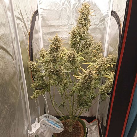 Strawberry Pie Auto growlog timeline photo